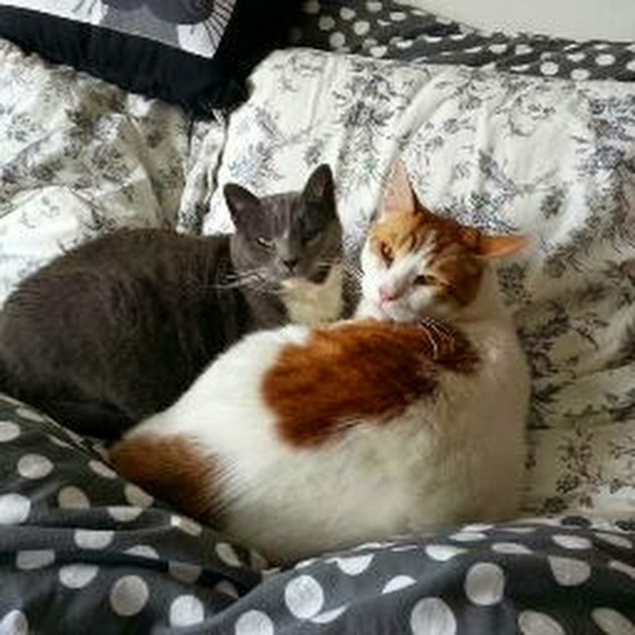 Meet your Posher, Athena - Picture 1 of 1